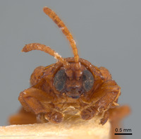 Micrispa sinuicosta image