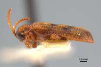 Micrispa sinuicosta image