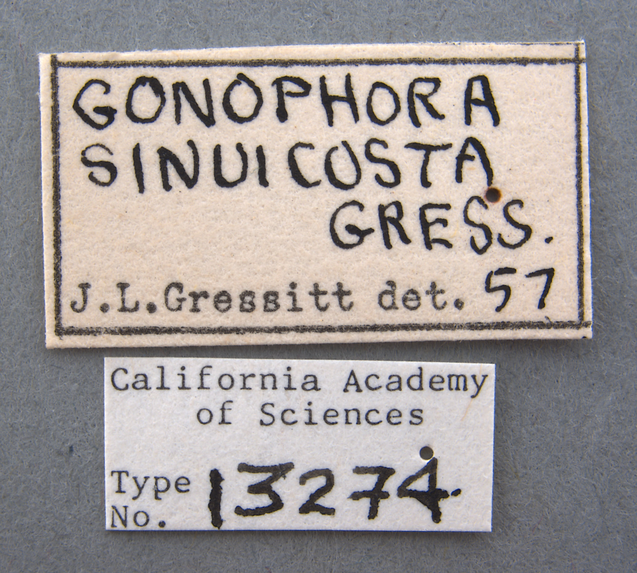 Micrispa sinuicosta image