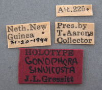 Micrispa sinuicosta image