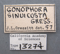 Micrispa sinuicosta image