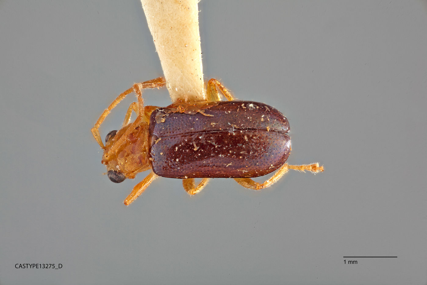 Haplosaenidea fragilis image