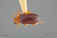 Haplosaenidea fragilis image