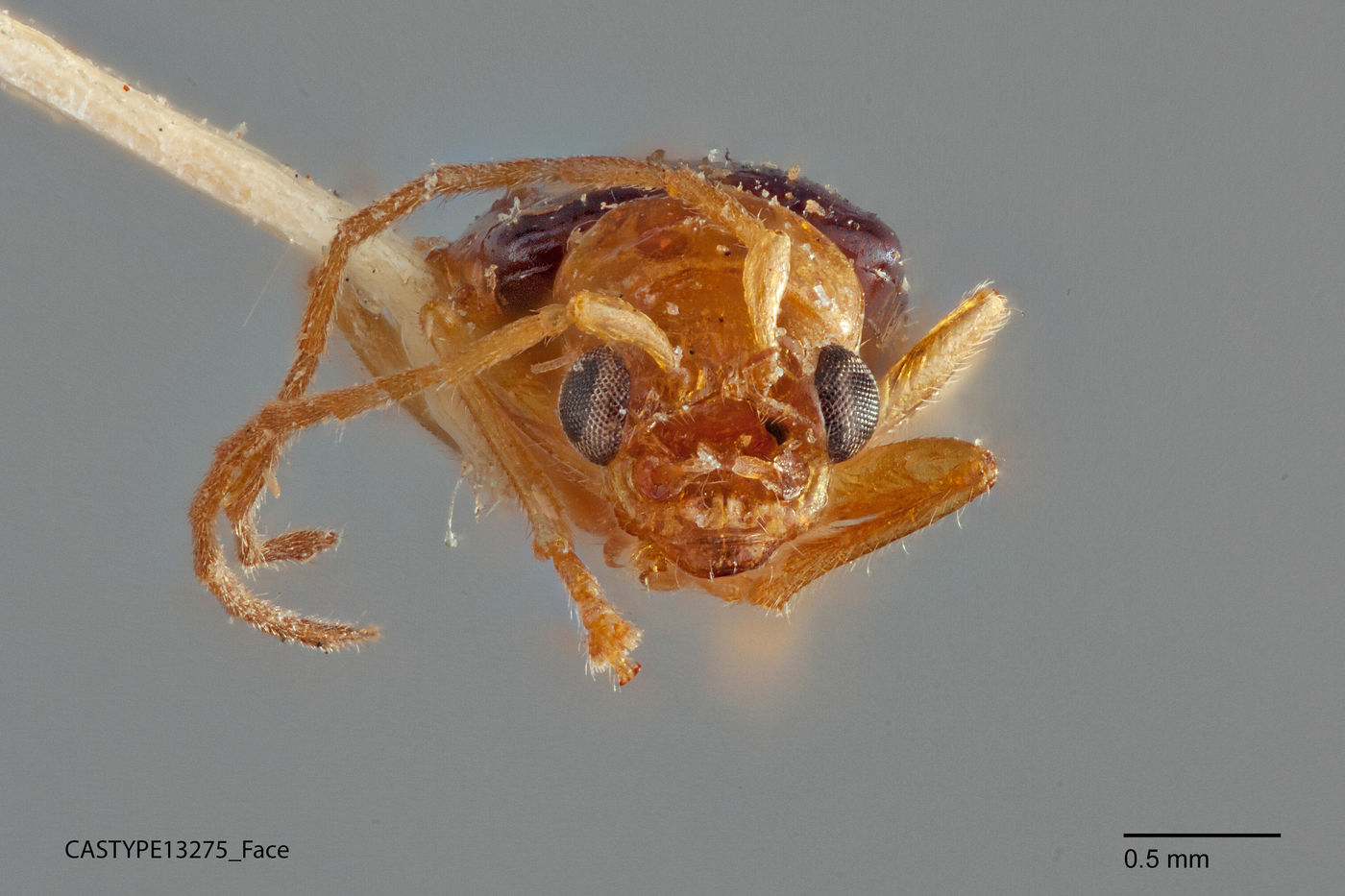 Haplosaenidea fragilis image