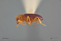 Haplosaenidea fragilis image
