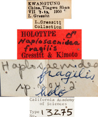 Haplosaenidea fragilis image