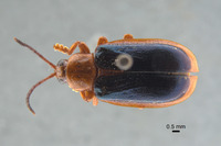 Hispodonta discalis image