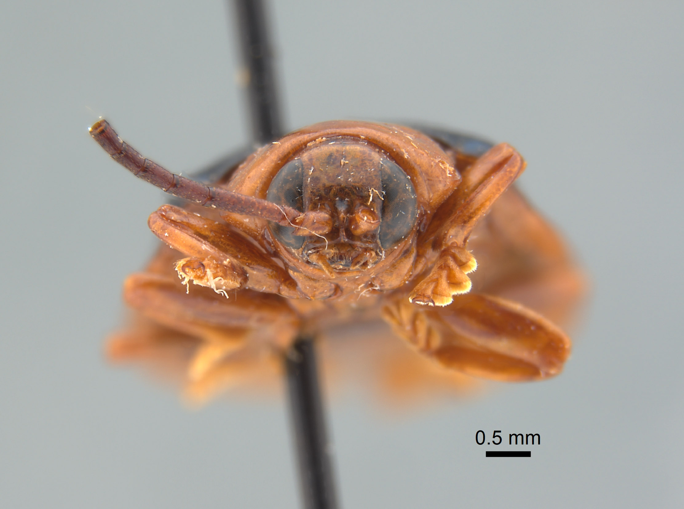 Hispodonta discalis image