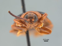 Hispodonta discalis image