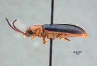 Hispodonta discalis image