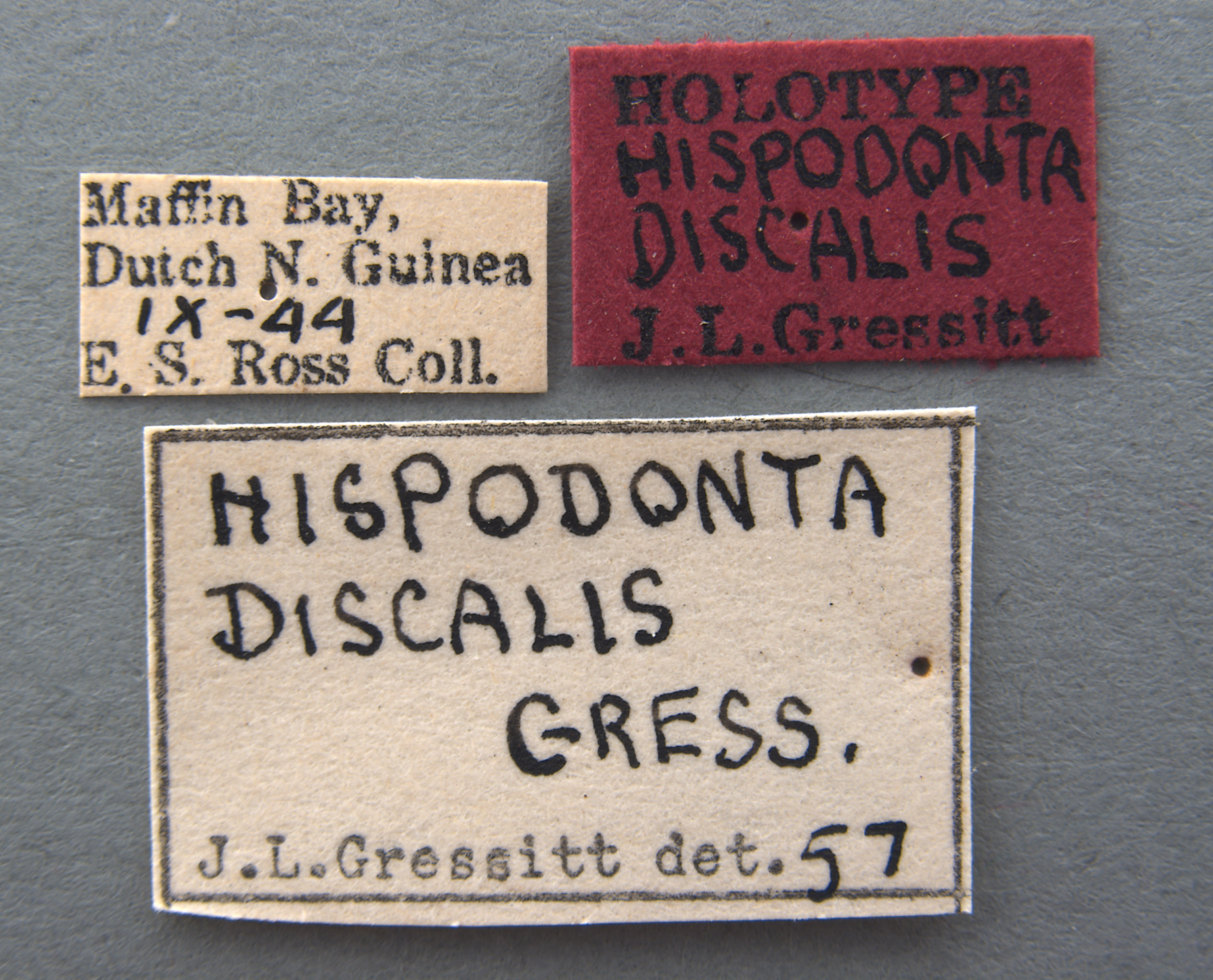 Hispodonta discalis image