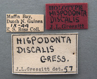 Hispodonta discalis image