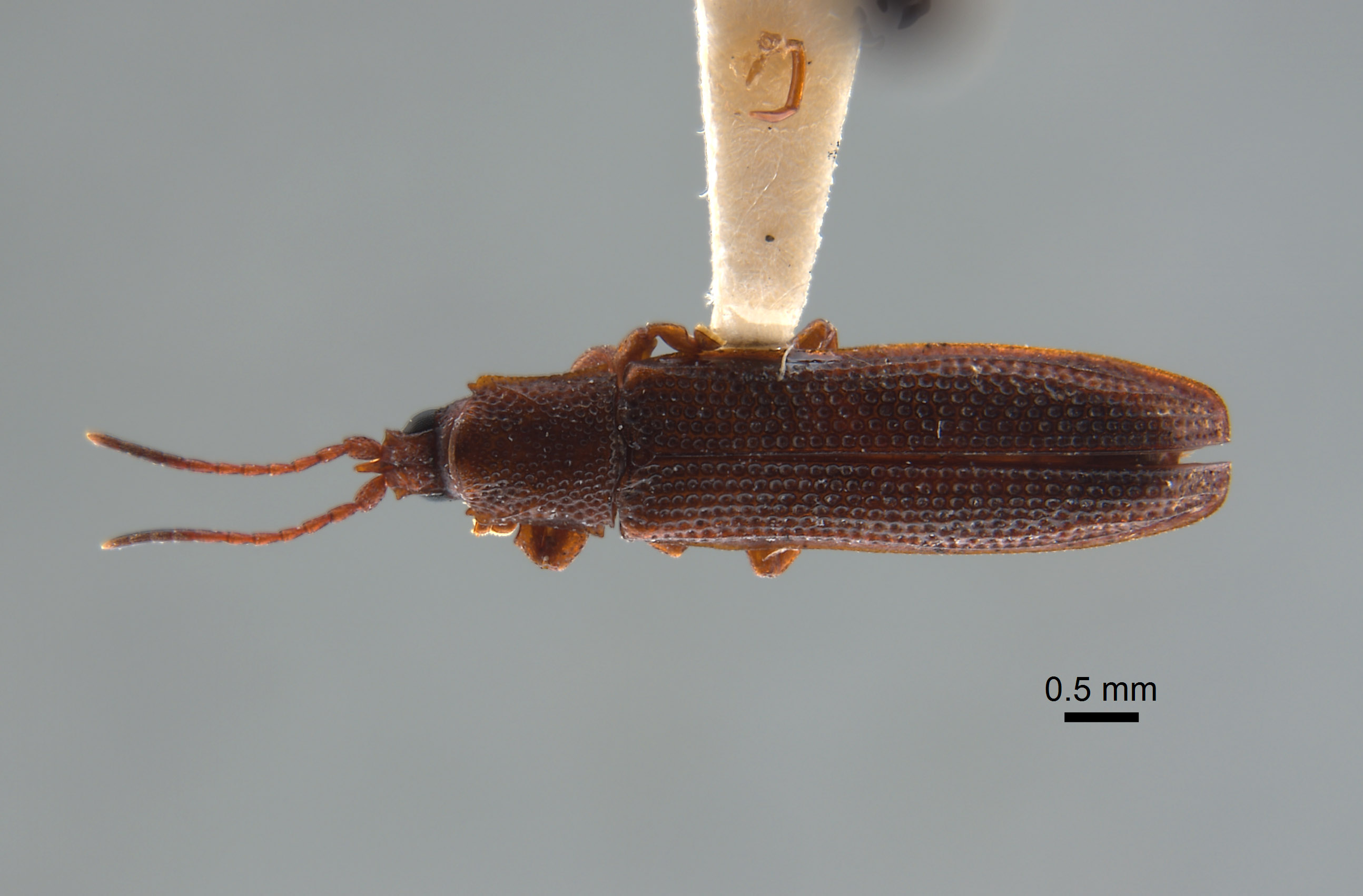 Octodonta maffinensis image