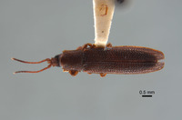Octodonta maffinensis image