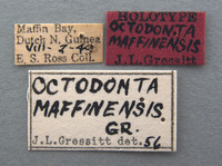 Octodonta maffinensis image