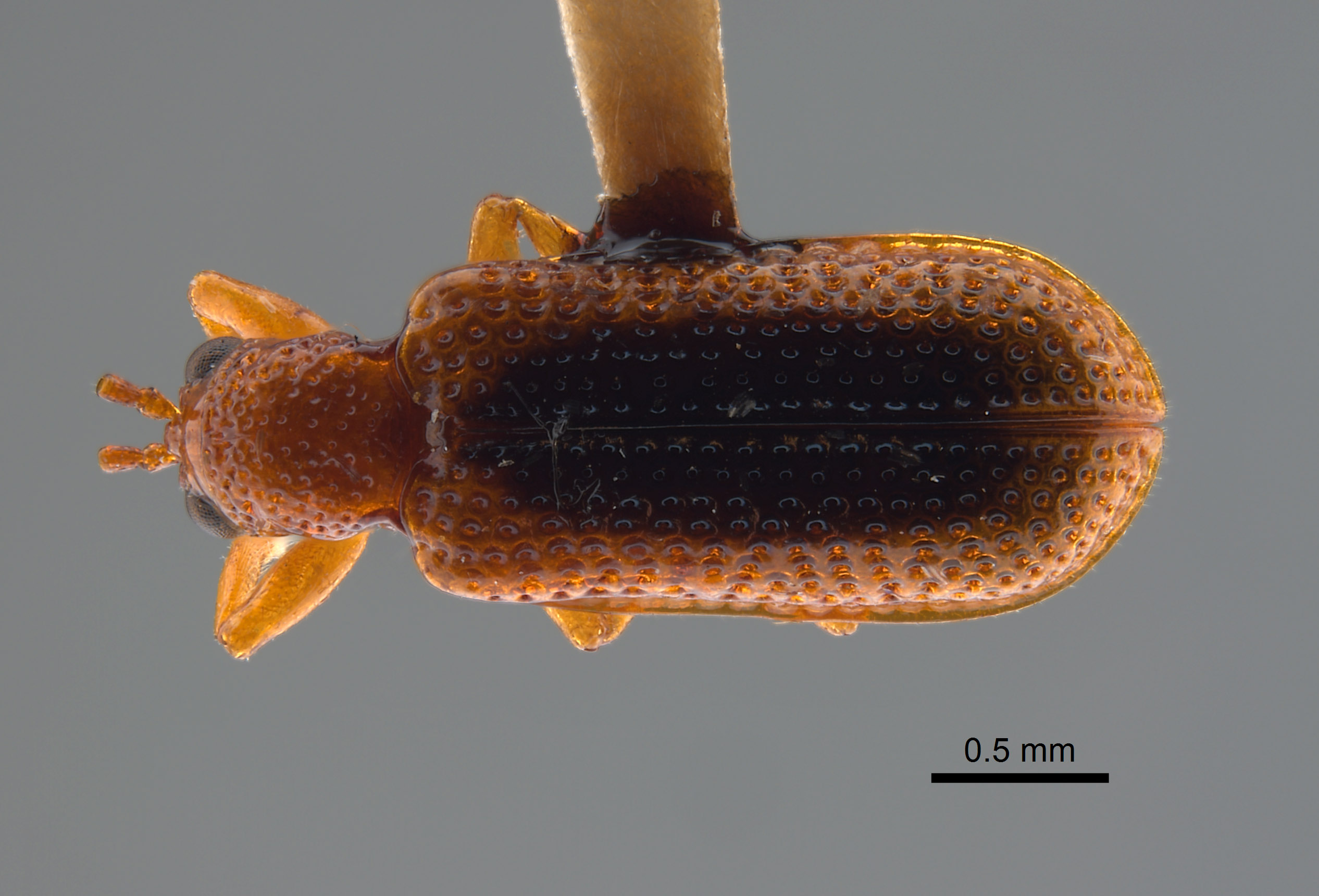 Pharangispa cristobala image