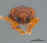 Pharangispa cristobala image