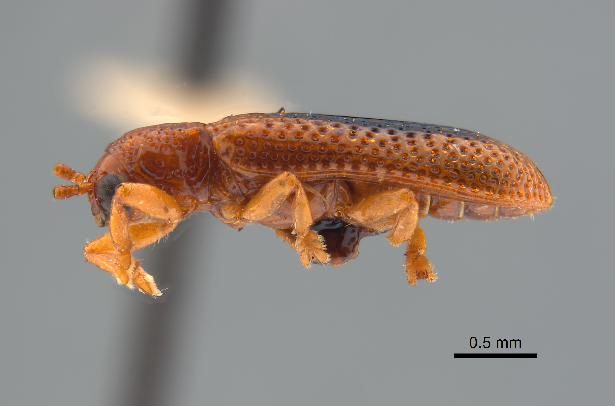 Coelaenomenoderini image