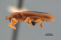 Pharangispa cristobala image