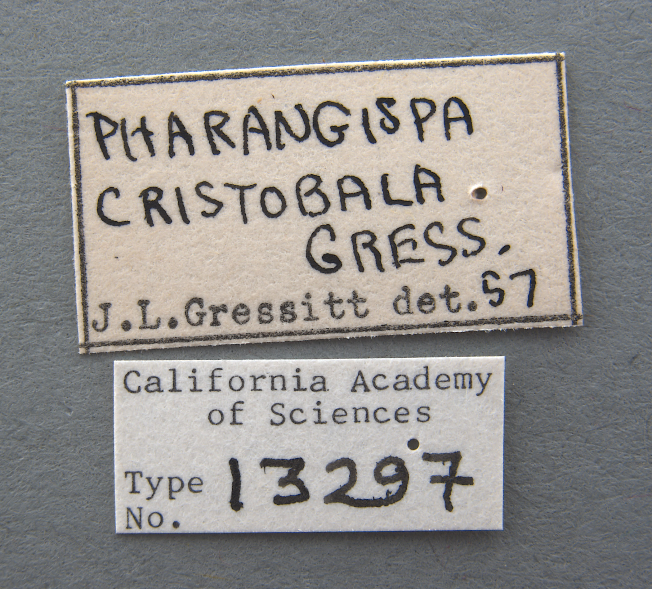 Pharangispa cristobala image