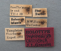 Pharangispa cristobala image