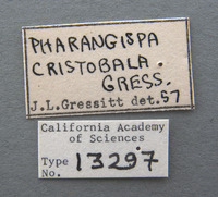 Pharangispa cristobala image