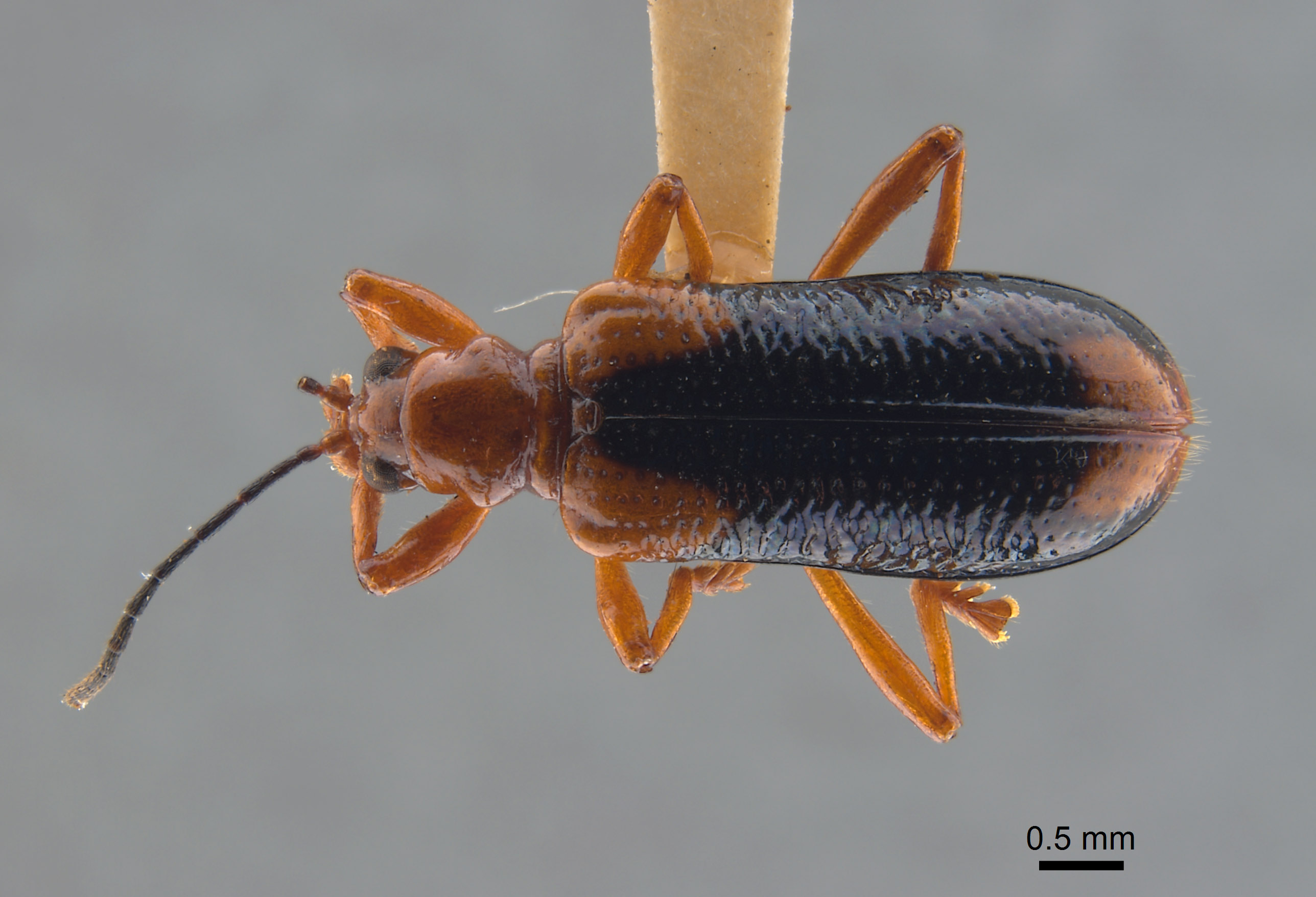 Promecotheca alpiniae image