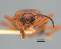 Promecotheca alpiniae robusta image