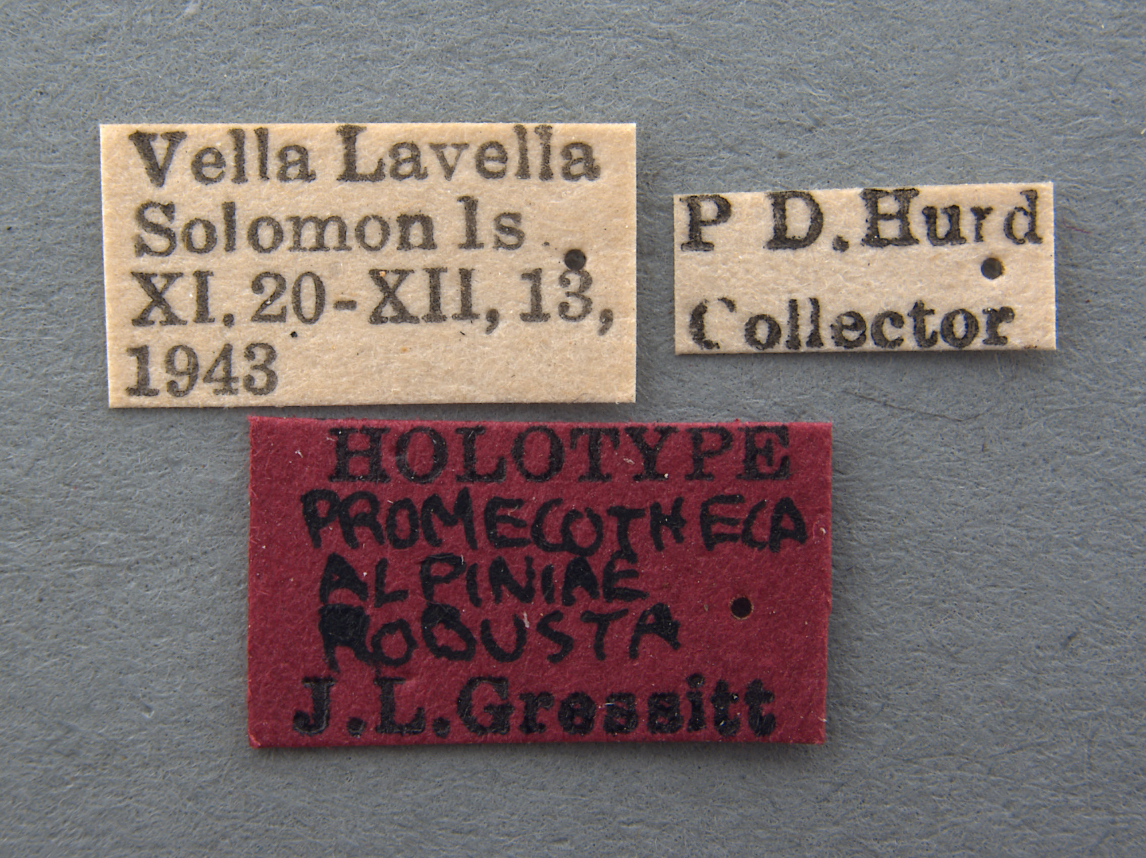 Promecotheca alpiniae image