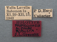 Promecotheca alpiniae robusta image