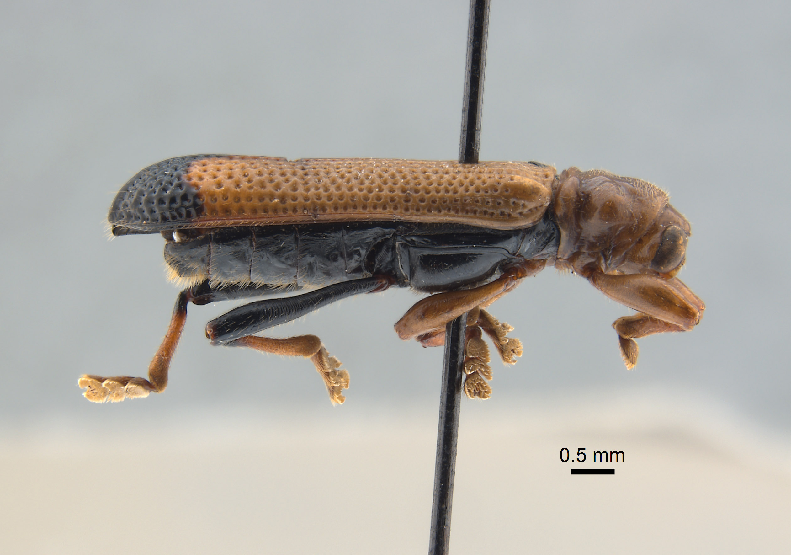 Promecothecini image