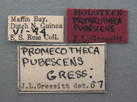 Promecotheca pubescens image