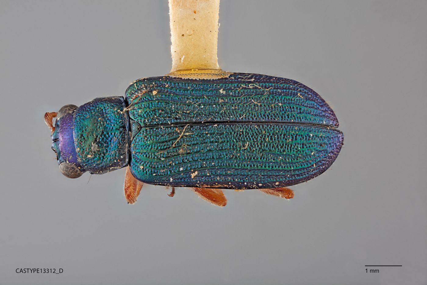 Theopea azurea image