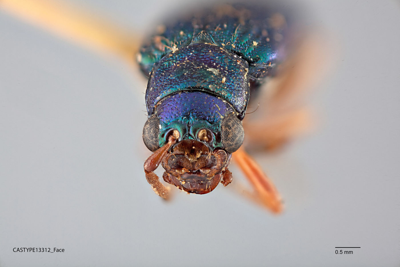 Theopea azurea image