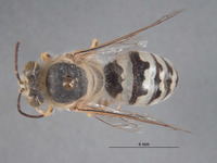 Bembix frommeri image