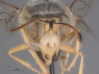 Bembix frommeri image