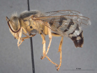 Bembix frommeri image