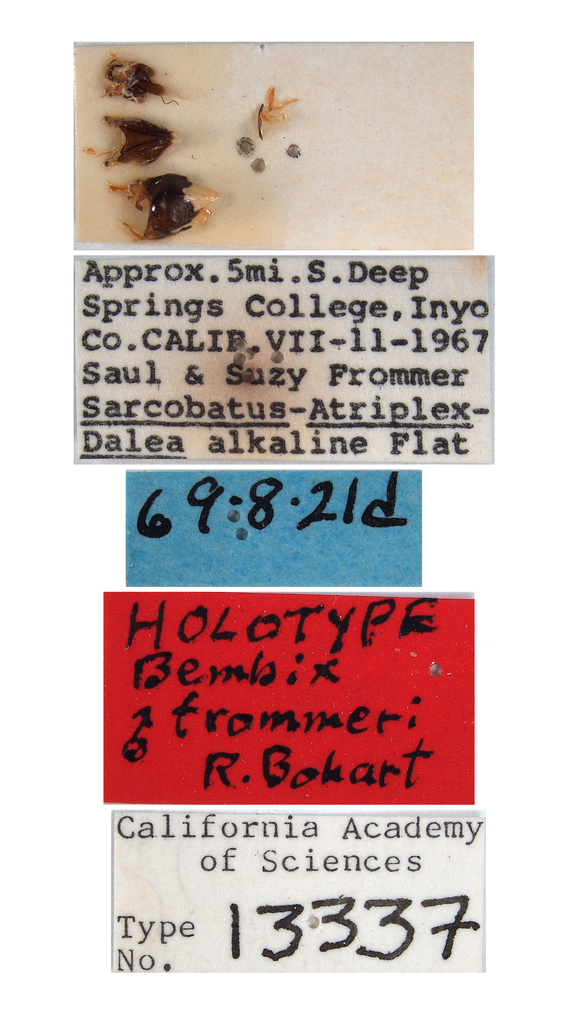 Bembix frommeri image