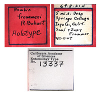 Bembix frommeri image