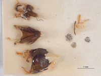 Bembix frommeri image