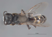 Crabro flavinubis image