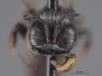 Crabro flavinubis image