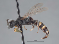 Crabro flavinubis image