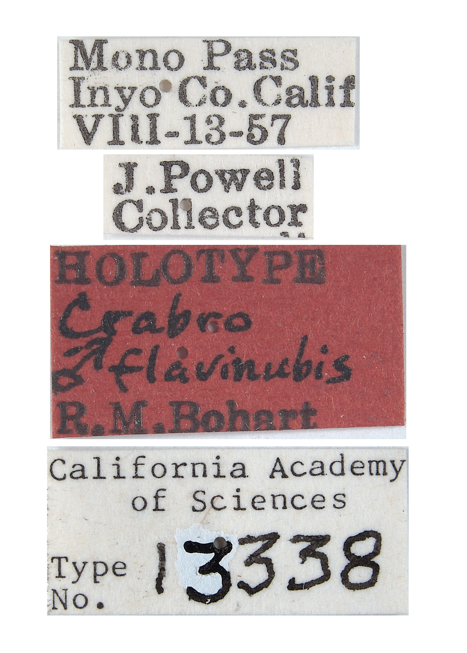 Crabro flavinubis image