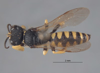 Crabro helvocrinus image