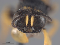Crabro helvocrinus image