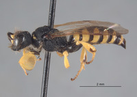 Crabro helvocrinus image