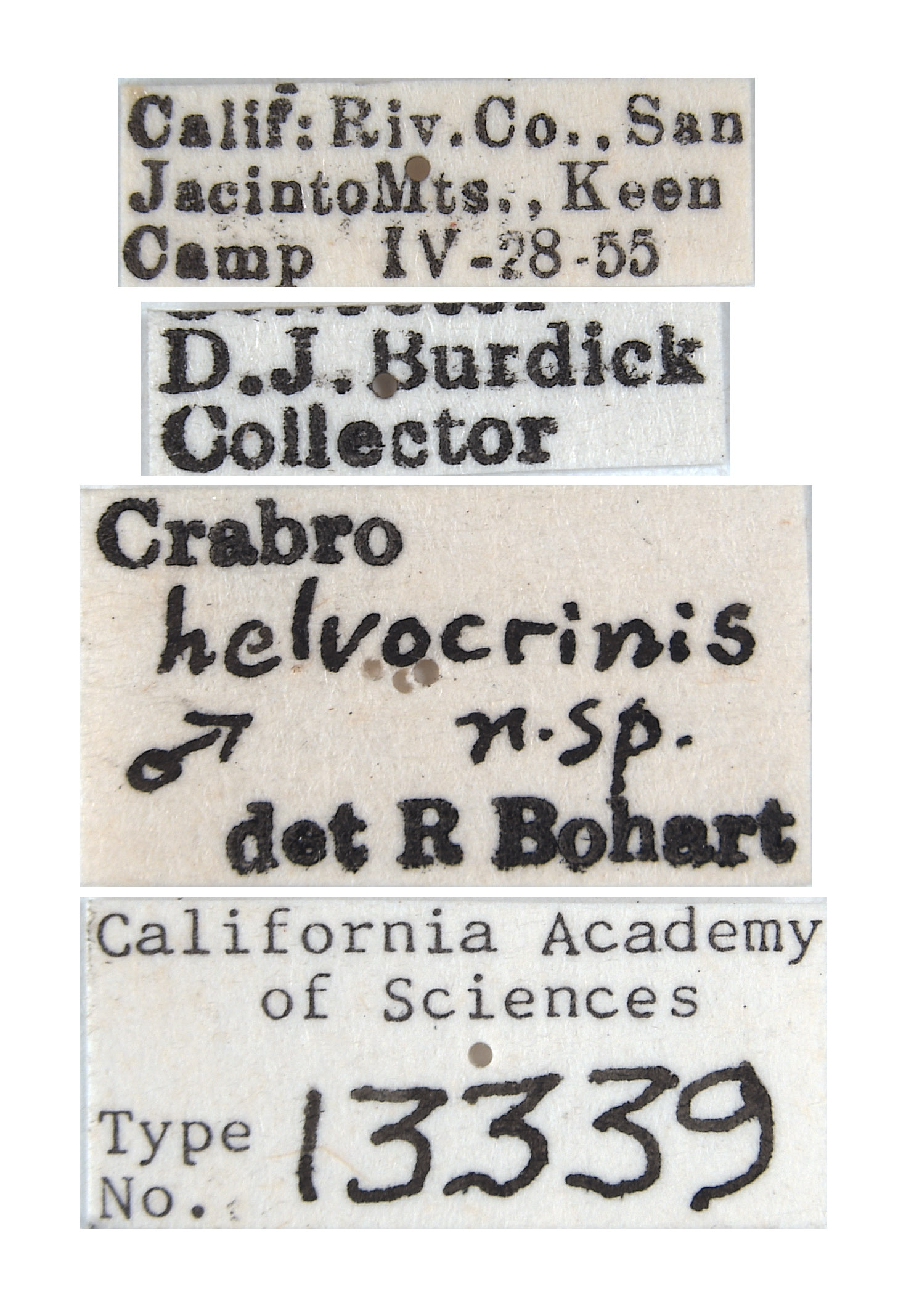 Crabro helvocrinus image