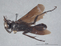 Prionyx subatratus image