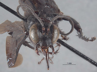 Prionyx subatratus image